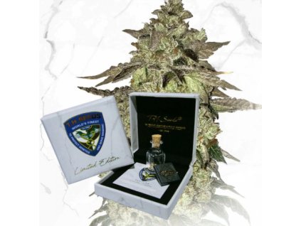 74463 t h seeds limited regular edition dosidos x birthday cake regular