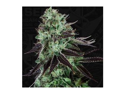 74466 t h seeds darkstar kush feminized