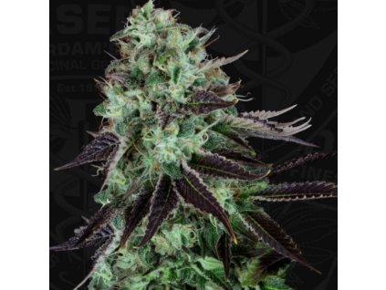 74469 t h seeds darkstar kush regulerni