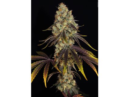 74475 t h seeds french cookies feminized