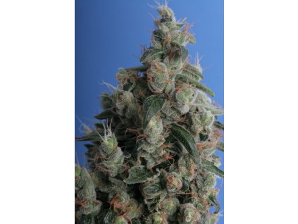 74490 t h seeds kushage regular