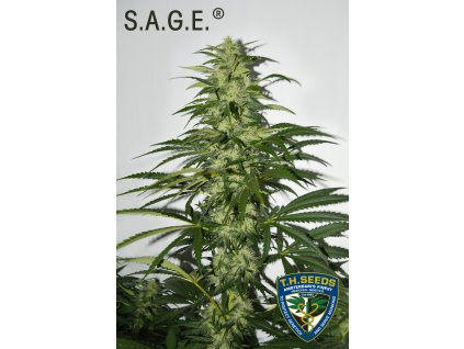 74499 t h seeds la s a g e feminized