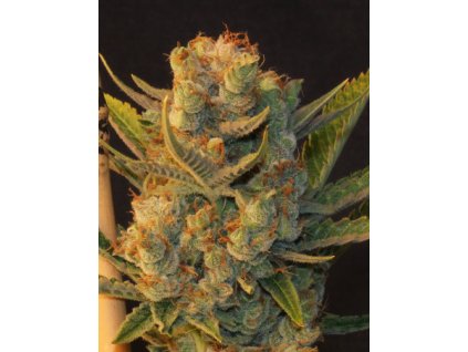 74502 t h seeds mk ultra kush x bubblegum feminized