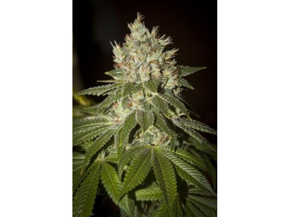 74511 t h seeds mk ultra kush feminized