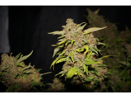 T.H. Seeds MOB, feminized (Balení 2 ks)