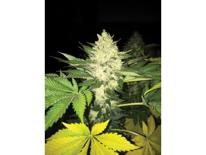 74523 t h seeds roof 95 feminized