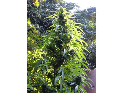 74529 t h seeds s a g e feminized