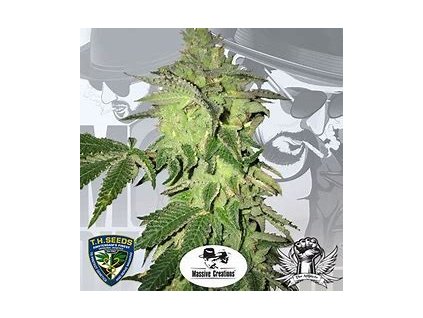 74532 t h seeds x massive creations collaboration shiloh z feminized