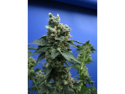 74535 t h seeds sage n sour feminized