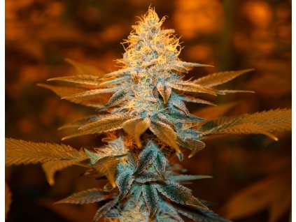 74541 t h seeds strawberry glue feminized