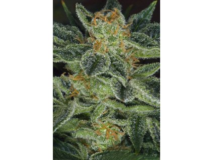 74547 t h seeds skunk xxx regular