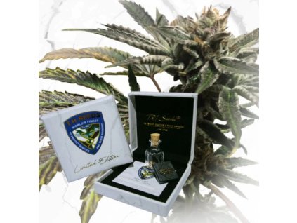 74550 t h seeds limited regular edition purple tangie x birthday cake regular