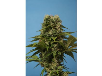 74556 t h seeds wreckage regulerni