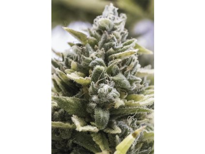 74763 humboldt seeds og kush auto feminized