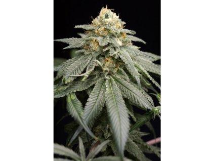 74766 humboldt seeds organization purple matcha feminized