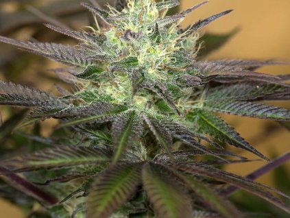 74772 humboldt seeds sapphire og feminized 10ks