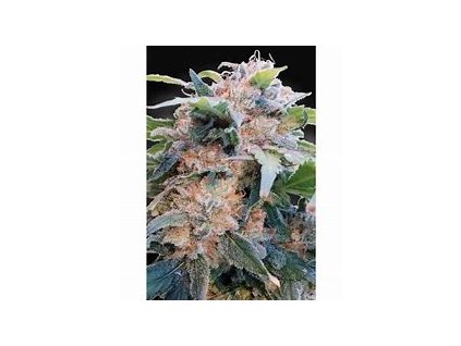 74784 paradise seeds cbdream feminized
