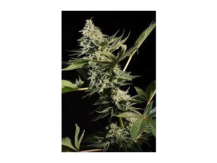74793 paradise seeds glowstarz feminized