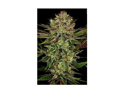 74796 paradise seeds chocolate wafflez feminized