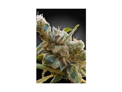 74799 paradise seeds cbdrelax feminized