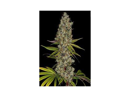 74805 paradise seeds rainbow road feminized