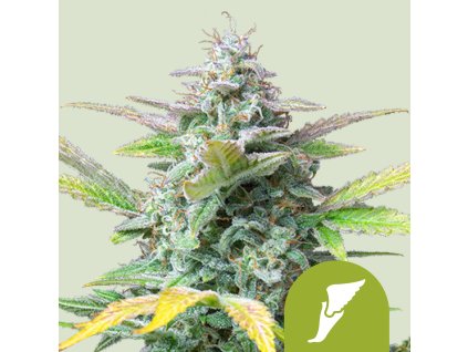 74826 royal queen seeds quick one feminized autoflowering