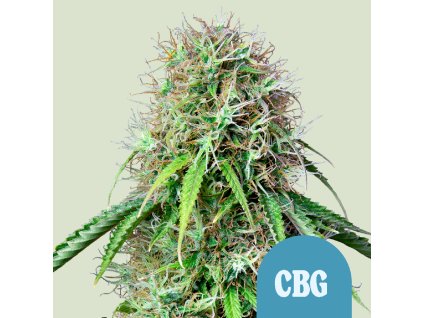 74832 royal queen seeds royal cbg automatic feminized autoflowering