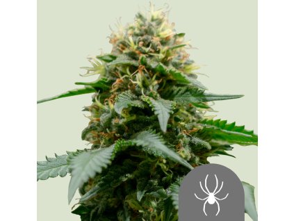 74859 royal queen seeds white widow regular