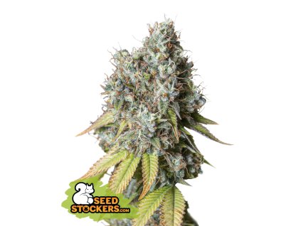74862 seedstockers bruce banner auto feminized autoflowering