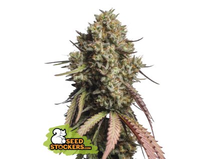 74883 seedstockers gorilla cookies auto feminized autoflowering