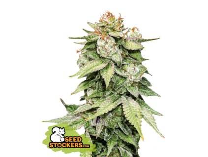 74895 seedstockers gorilla glue auto feminized autoflowering