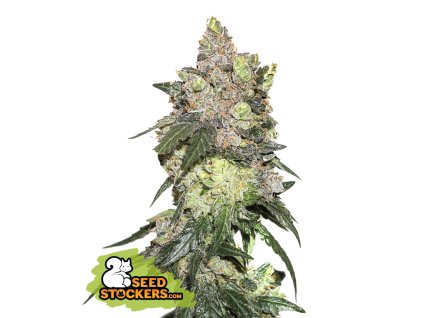 74898 seedstockers girl scout cookies feminized