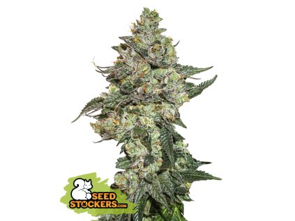 74901 seedstockers girl scout cookies auto feminized autoflowering