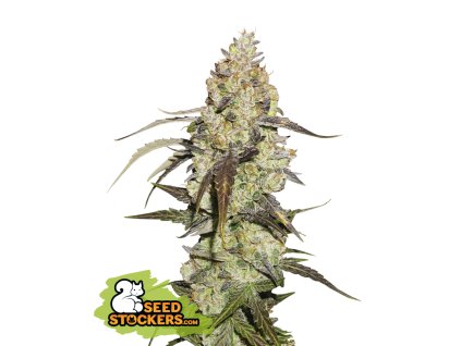 74910 seedstockers runtz feminized