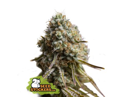 74934 seedstockers wedding glue auto feminized autoflowering