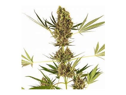 74937 sensi seeds alpine delight cbd auto feminized autoflowering