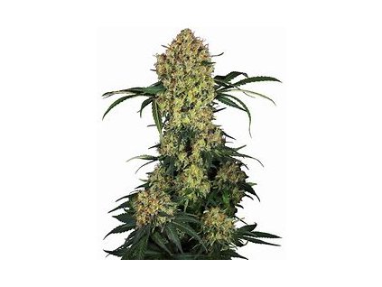 Sensi Seeds Aloha OG, feminized (Balení 10 ks)