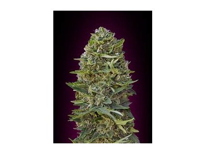 Sensi Seeds Caramelow Kush Autoflowering, feminized autoflowering (Balení 10 ks)