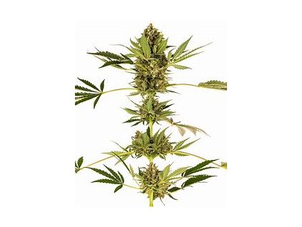 74955 sensi seeds himalayan cbd feminized