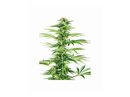 74958 sensi seeds honey melon haze feminized