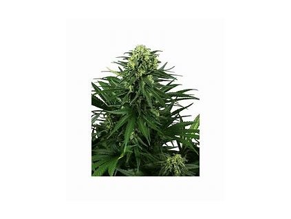 74961 sensi seeds honey melon kush feminized