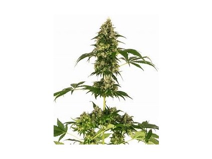 Sensi Seeds Cobalt Haze, feminized (Balení 10 ks)