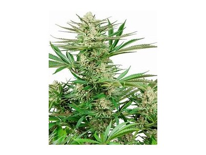 Sensi Seeds Malibu OG Gold, feminized (Balení 10 ks)