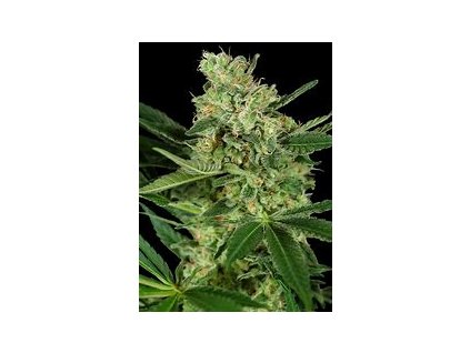 Sensi Seeds Pumpkin Spice, feminized (Balení 10 ks)