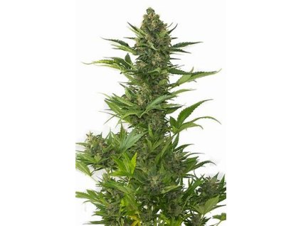 Sensi Seeds Sensi Amnesia XXL Autoflowering, feminized autoflowering (Balení 10 ks)