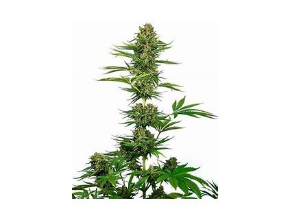 Sensi Seeds Satin Black Domina CBD, feminized (Balení 10 ks)