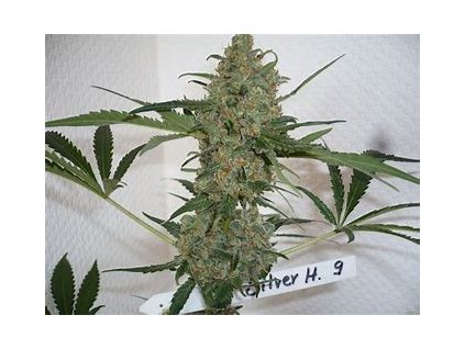 Sensi Seeds Silver Haze, feminized (Balení 10 ks)