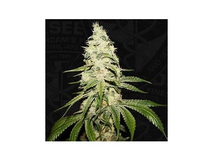 75000 t h seeds mont blanc french cookies x birthday cake x sbc feminized
