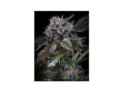 75030 paradise seeds white noise feminized