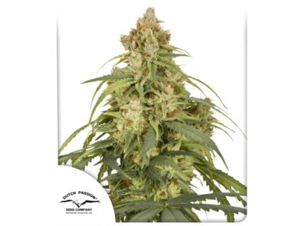 75033 dutch passion auto cbd victory feminized autoflowering